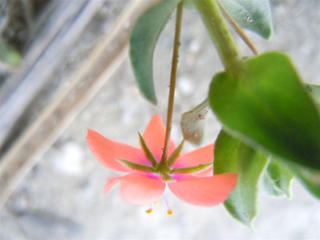 Lysimachia (=Anagallis) arvensis